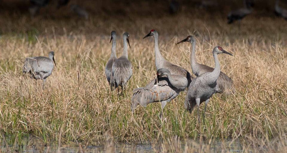 Birds at the St. Marks Wildlife Refuge
