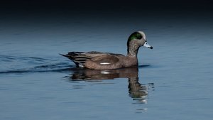 American Wigeon