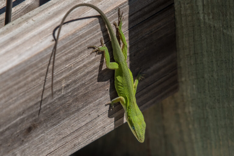 Anole at the St. Marks Wildlife Refuge