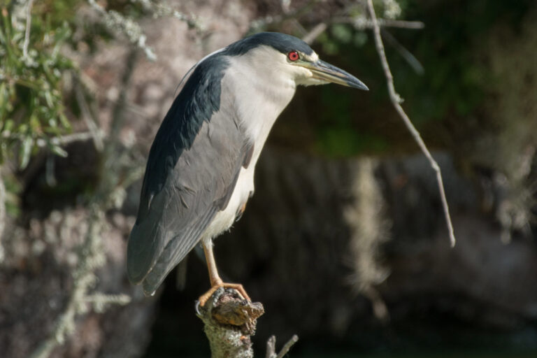 Black Crowned night Heron at St. Marks Wildlife Refuge
