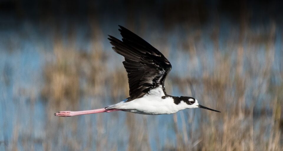 Black Necked Stilt