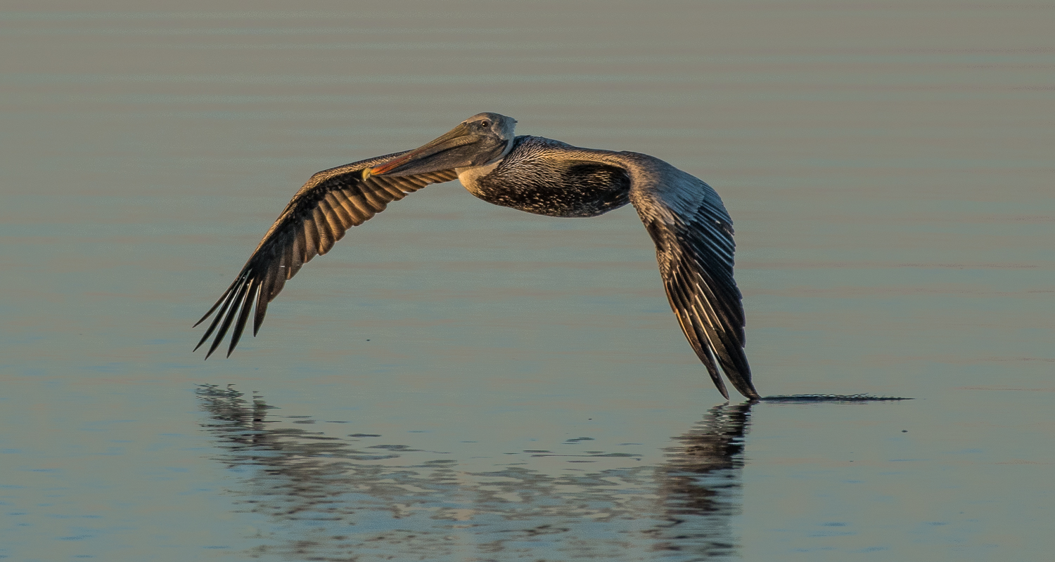 Brown Pelican