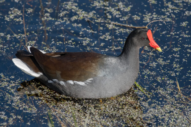 Gallinula galeata at Headquarters Pond - St. Marks National Wildlife Refuge, FL - Jan 28, 2019