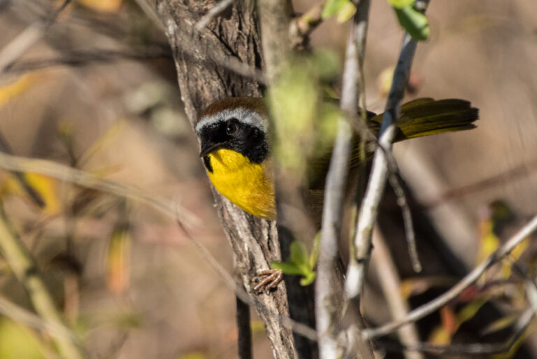 Common Yellowthroat - Geothlypis trichas - at Headquarters Pond at St. Marks National Wildlife Refuge, FL - Jan 28, 2019