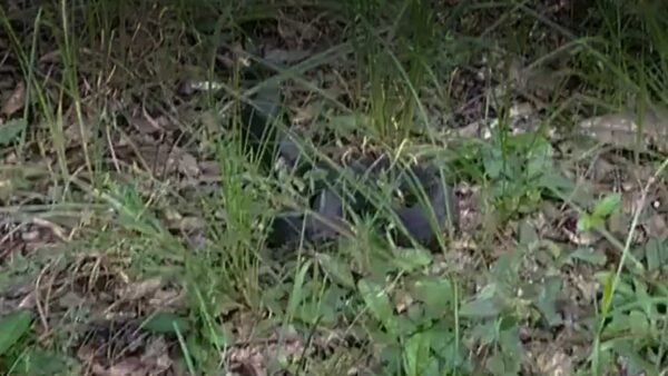 Cottonmouth Moccasin