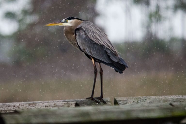 Blue Heron - Ardea herodias - East River Pool at St. Marks National Wildlife Refuge, FL - December 23, 2015