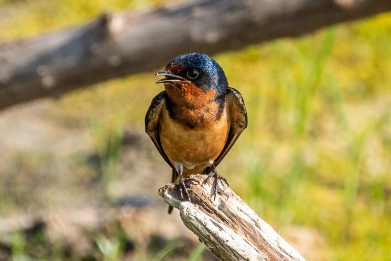 Hirundo rustica - East River Pool - St. Marks National Wildlife Refuge, FL - May 29, 2019