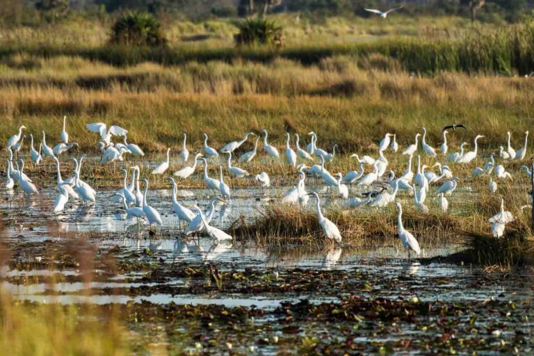 Egrets And Herons at Mounds Pool 1