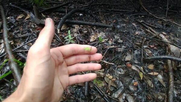 Taxodium Ascendens Found