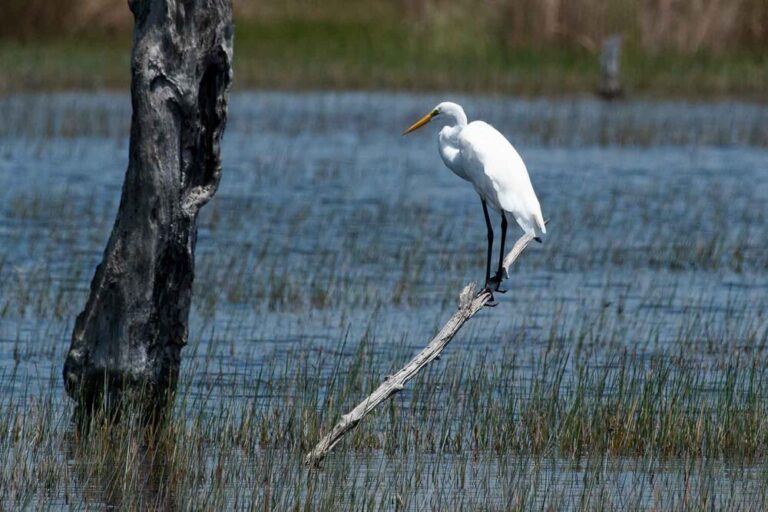 Great Egret at Mounds Pool 1