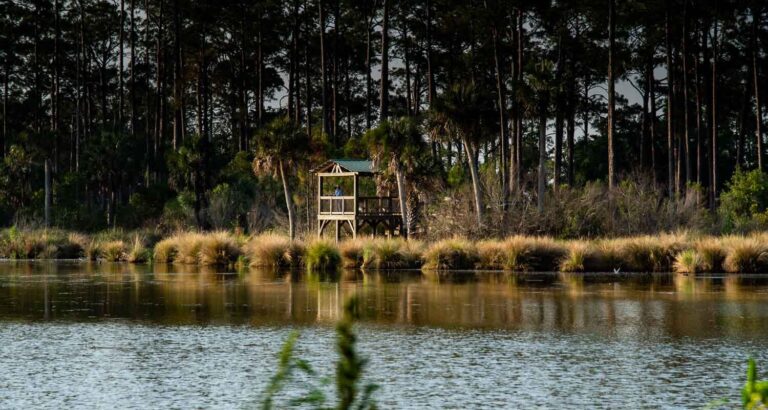 Observation deck at Headquarters Pond at the St. Marks Wildlife Refuge
