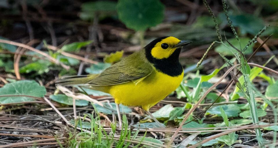 Hooded Warbler