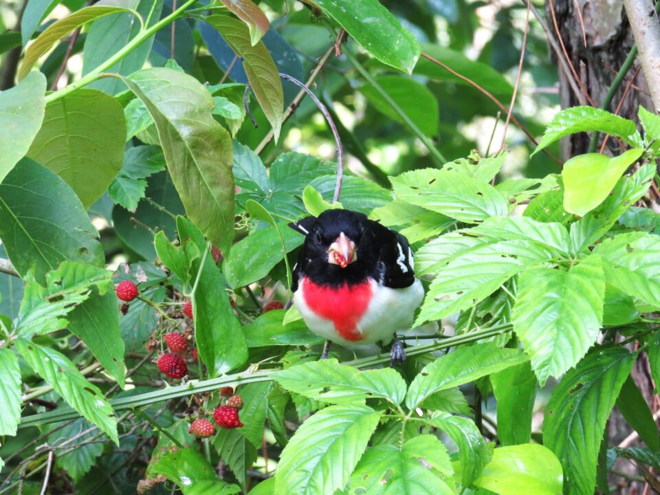 Rose-breasted Grosbeak