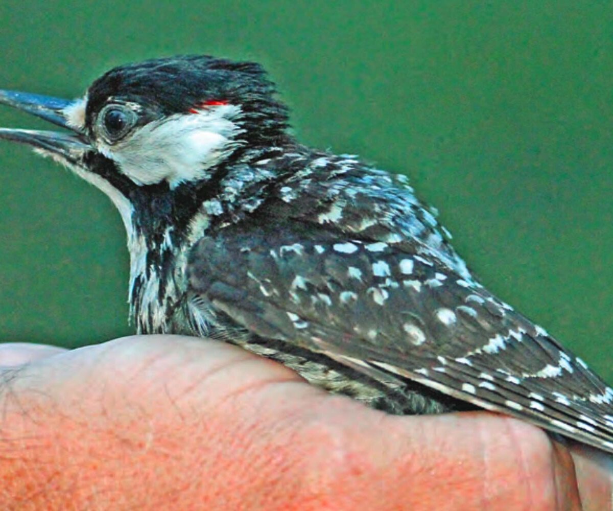 Red-cockaded woodpecker in the St. Marks Refuge