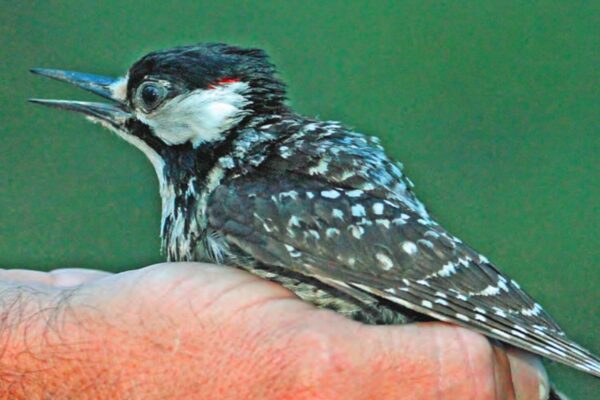 Red-cockaded woodpecker in the St. Marks Refuge