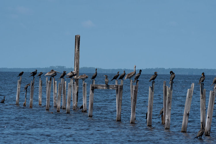 Remains of pier at Levee Trail