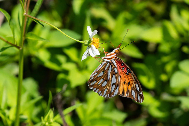 Butterfly on Levee Trail