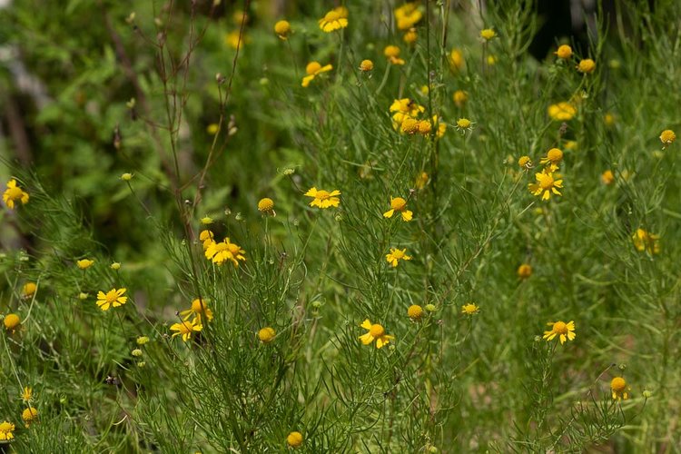 Flowers on Levee Trail