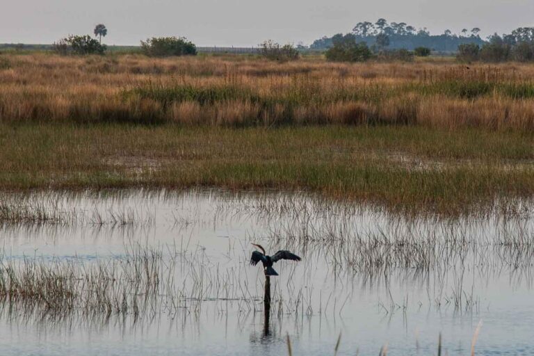 Anhinga at Mounds Pool1 at the St. Marks Wildlife Refuge