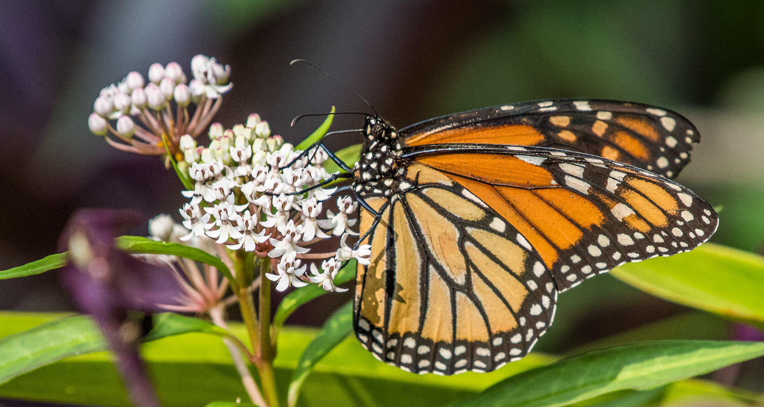 Monarch On Milkweed