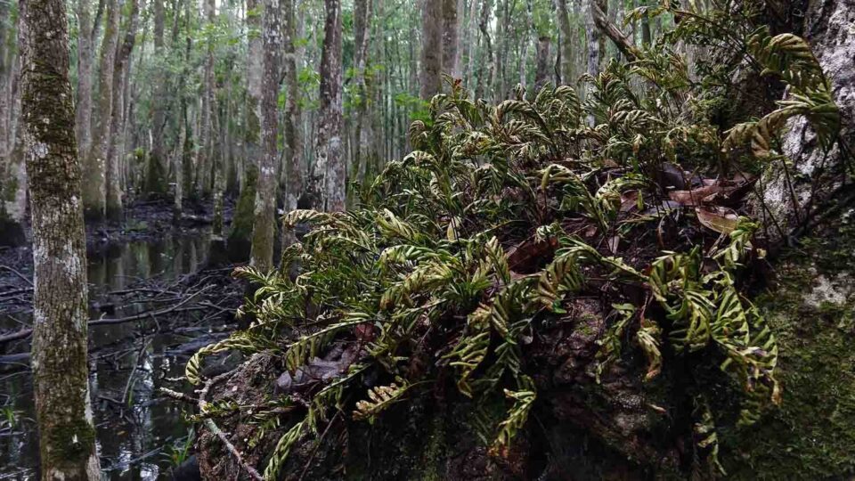 Epiphyte Orchids