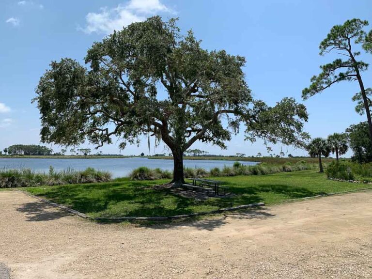 Picnic Area at the St. Marks Wildlife Refuge