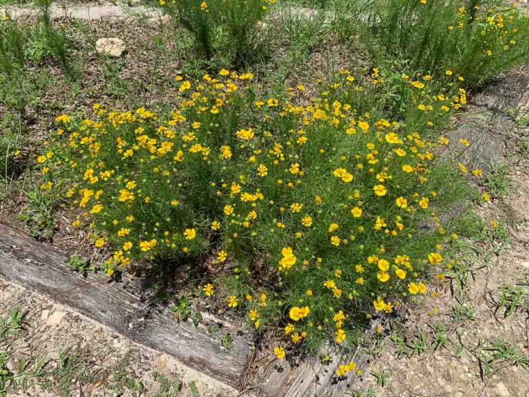 Picnic Area at the St. Marks Wildlife Refuge