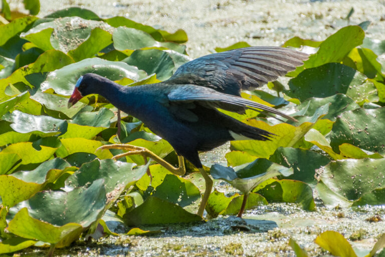 Porphyrio martinica at Headquarters Pond at St. Marks National Wildlife Refuge, FL - May 13, 2018