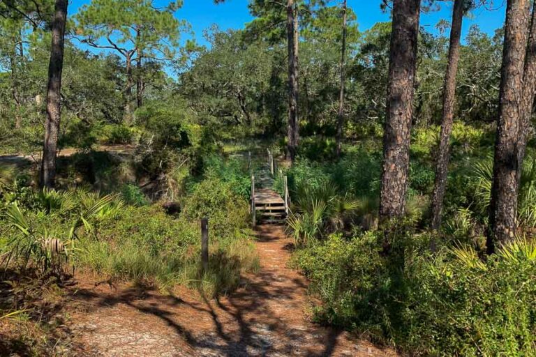 Tower Pond Loop