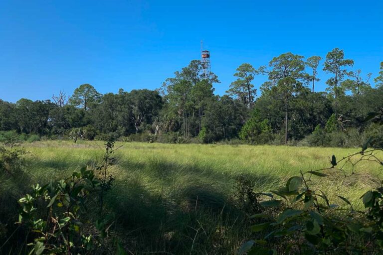 Tower Pond Loop with the fire tower in the background.