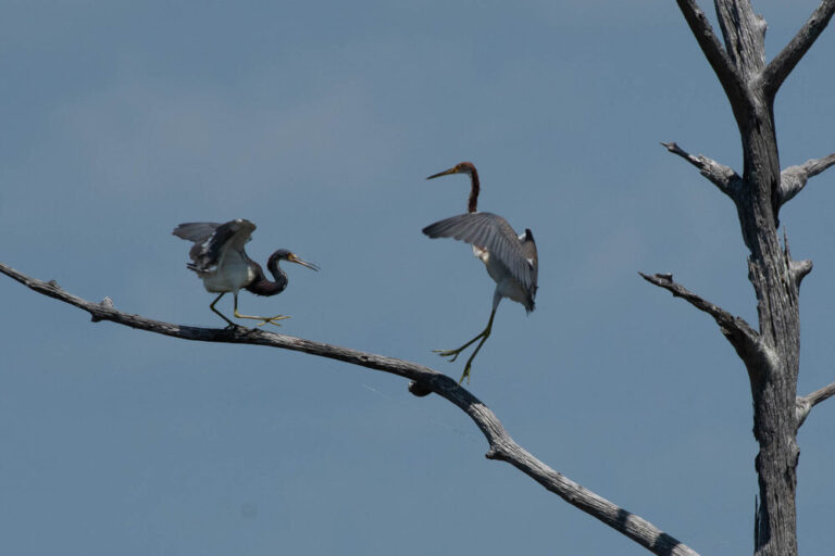 Tricolored Herons at Mounds Pool 1