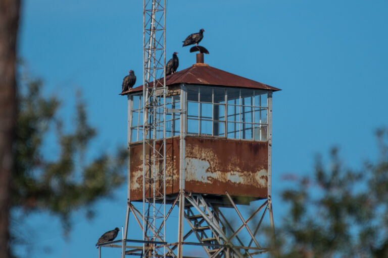 Turkey Vultures sitting on the fire tower