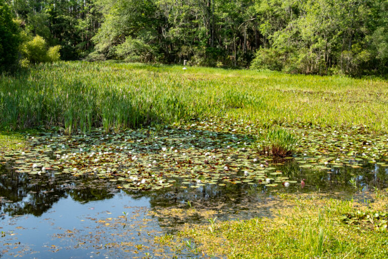 Wildlife Viewing Area behind the St. Marks Wildlife Visitor Center