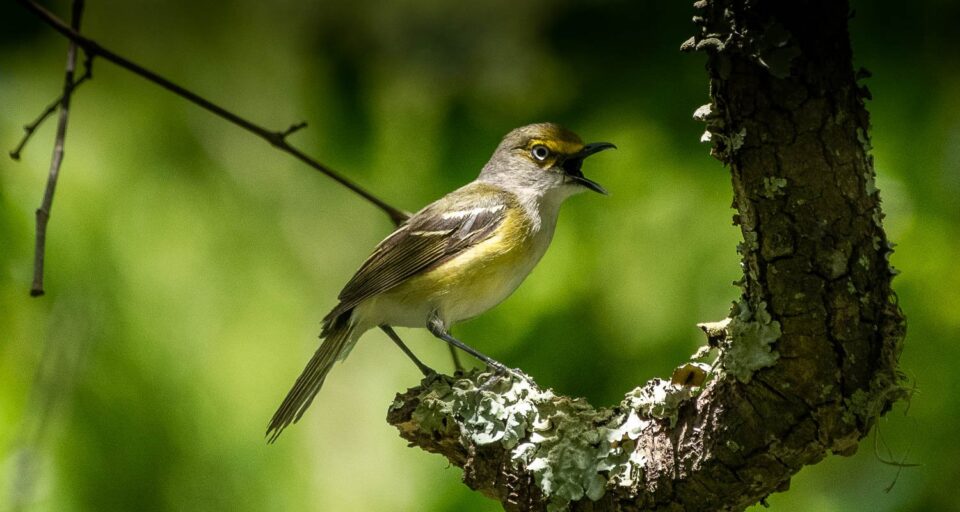 White Eyed Vireo