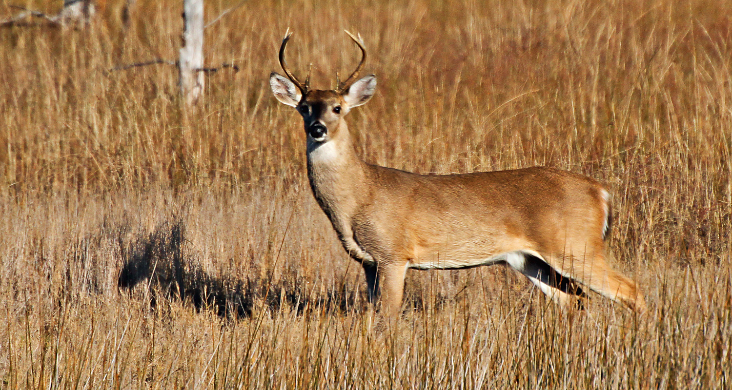 White Tailed Deer