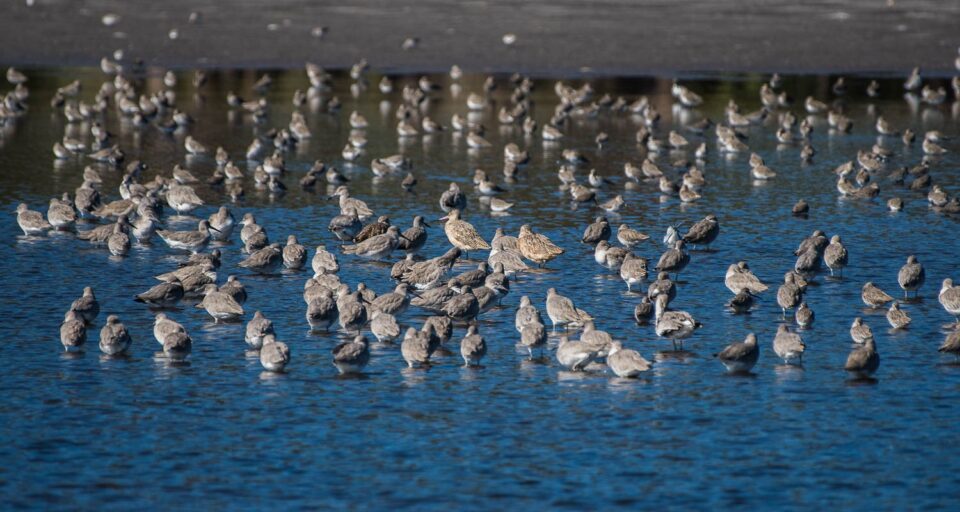 Willets at the St. Marks Refuge