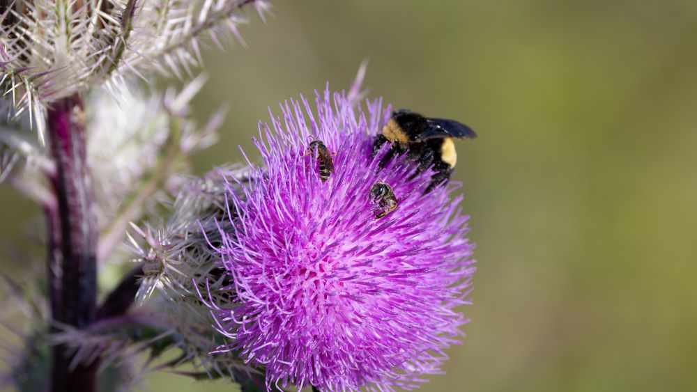 Bee