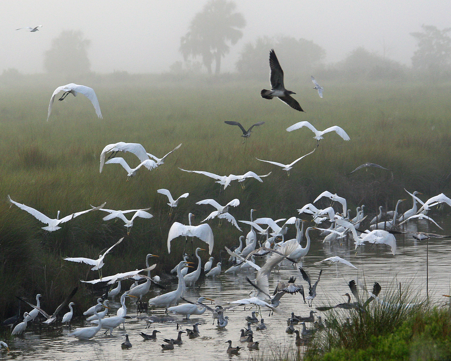 Birds in flight at the St. Marks Wildlife Refuge