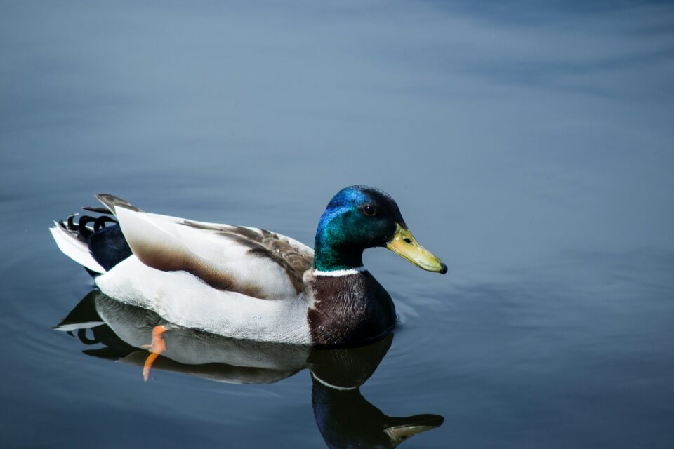 Ducks at the St. Marks Refuge