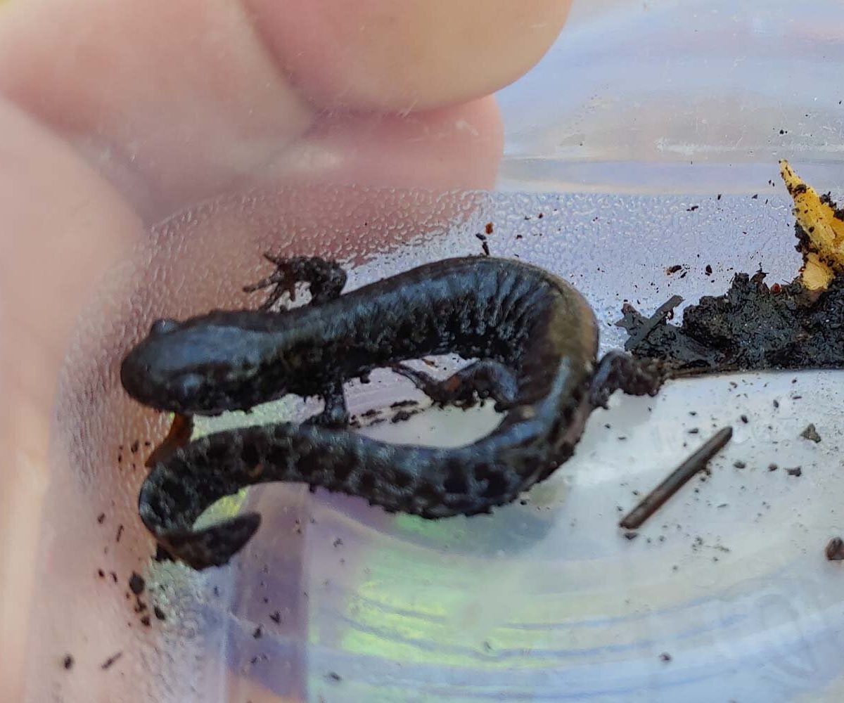 Frosted Flatwoods Salamander