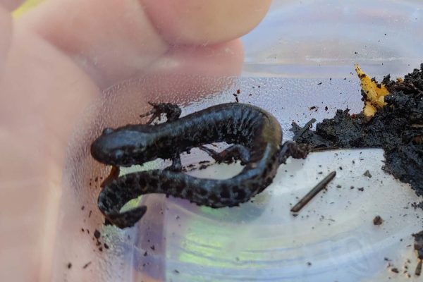 Frosted Flatwoods Salamander