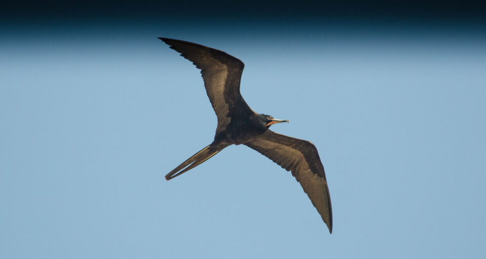Magnificent Frigatebird at the St. Marks Refuge