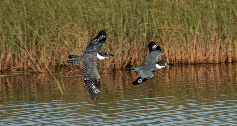 Birds flying at the St. Marks Refuge