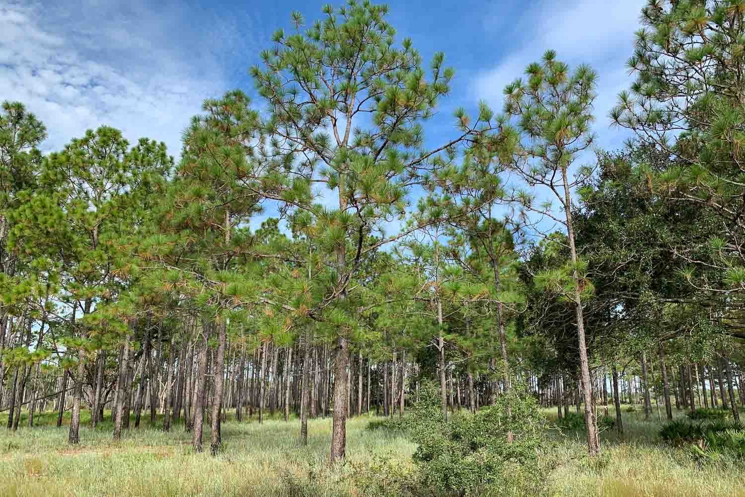 Long-leaf pine trees, which salamanders use.