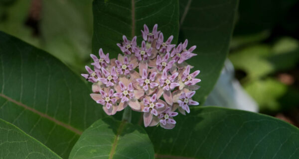 Purple Milkweed used by monarch butterflies.