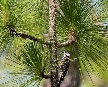 Longleaf pines growing in the St. Marks Refuge.