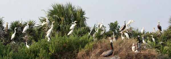 Smith’s Island Bird Rookery