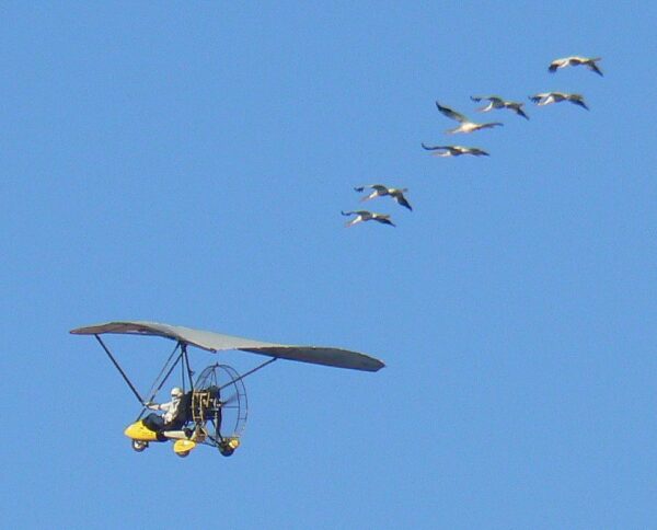 Ultralite aircraft guiding whooping cranes