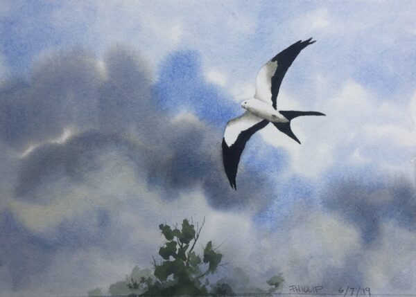 Painting of a swallow tail kite flying in the air