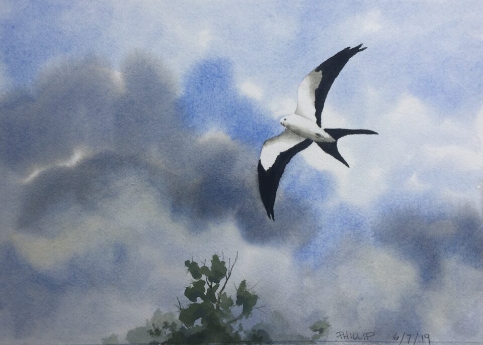 Painting of a swallow tail kite flying in the air
